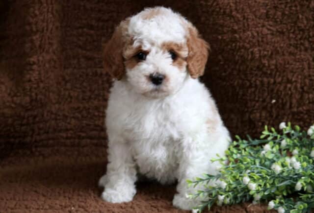 Mya Cavapoo image