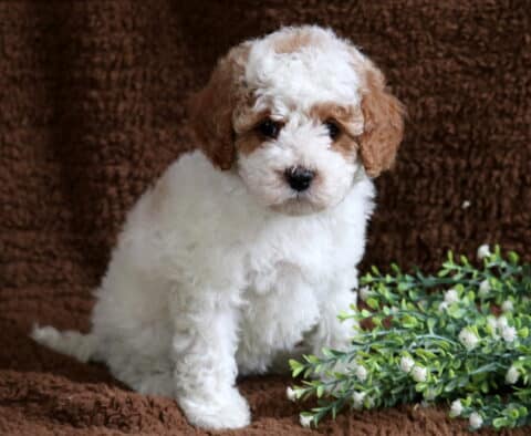 Mya Cavapoo2