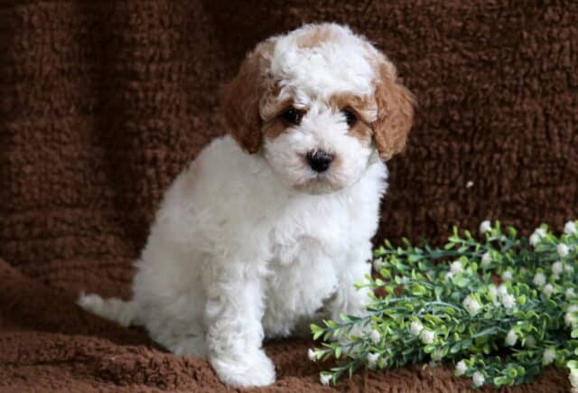 Mya Cavapoo2 image