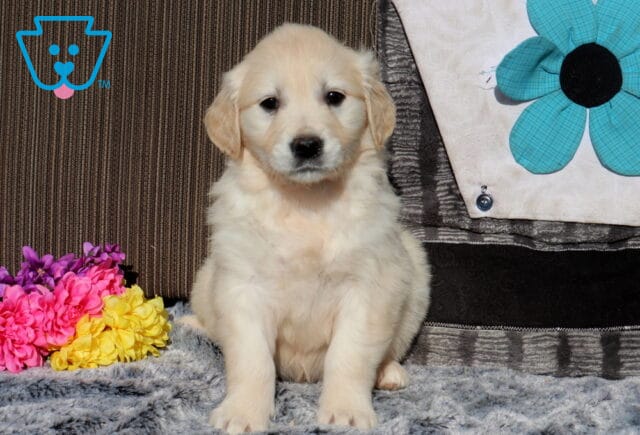 Fluffy light-golden Golden Retriever puppy sitting upright on a soft gray blanket indoors, facing the camera with floppy ears, colorful pink and yellow flowers to the side, and a patterned couch pillow in the background. image
