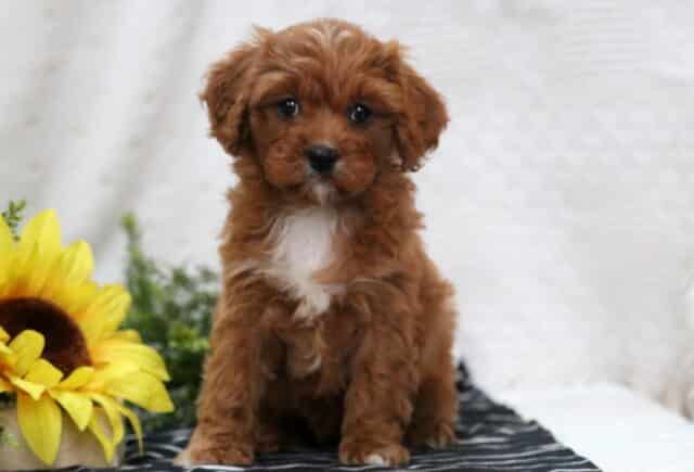 Mylie Poodle Mi image