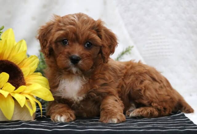 Mylie Poodle Mi2 image