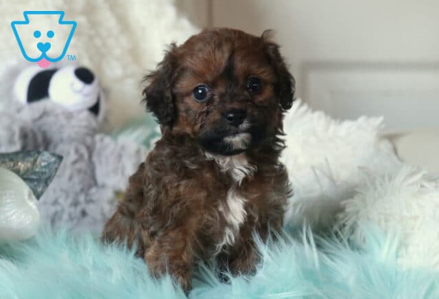 Chocolate Cavapoo puppy with curly coat and white chest markings sitting on a soft aqua blanket indoors image