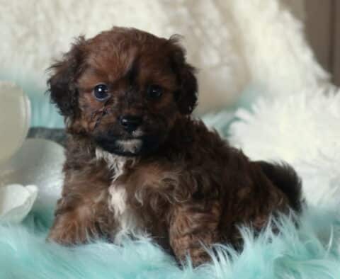 Nala Cavapoo2
