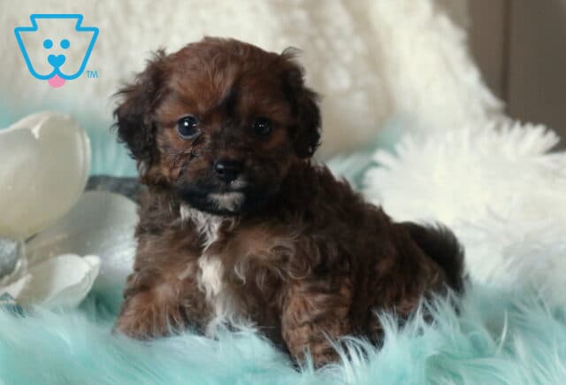 Chocolate Cavapoo puppy with soft wavy coat and white chest patch lying on a fluffy aqua blanket indoors. image