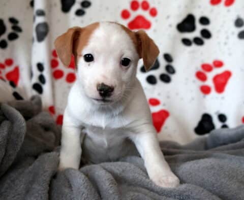 Nala Jack Russell