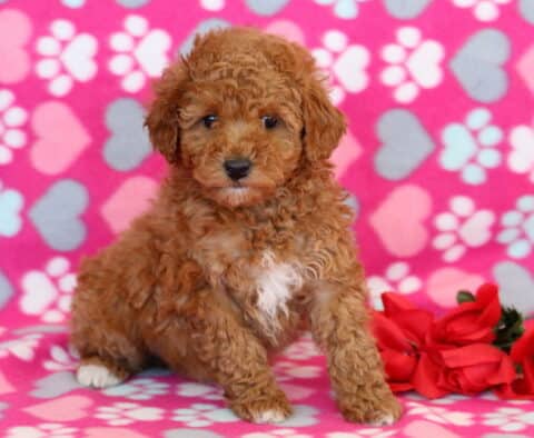 Nala Mini Poodle