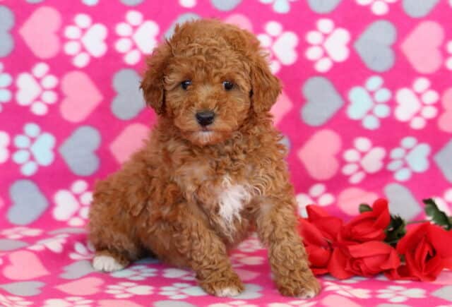 Nala Mini Poodle image