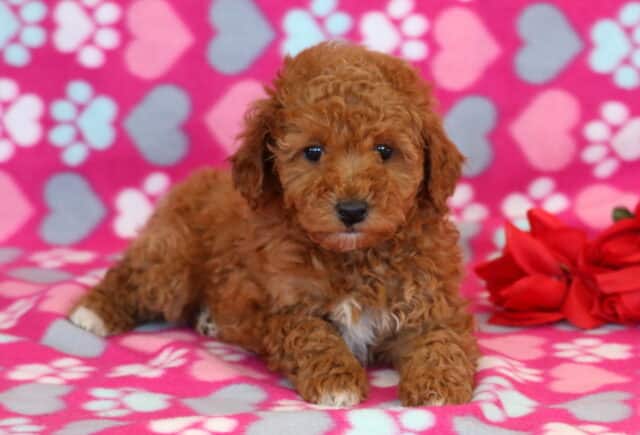 Nala Mini Poodle2 image