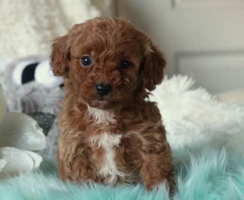 Nash Cavapoo