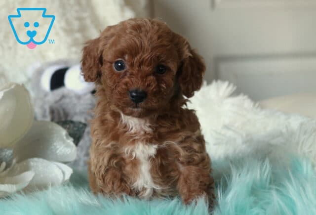 Red Cavapoo puppy with curly fur and a small white chest patch sitting upright on a teal fluffy blanket beside a white flower, gazing directly at the camera. image