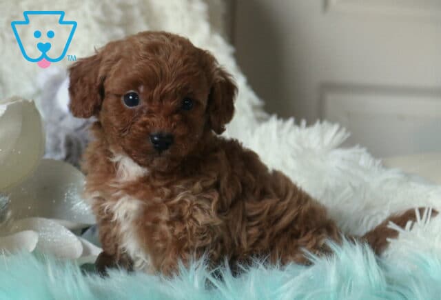 Apricot Cavapoo puppy with soft curly fur and dark round eyes lying on a teal plush blanket next to a white decorative flower, looking sweetly toward the camera. image