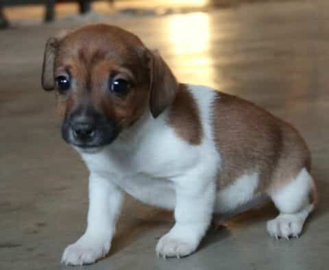 Nash Jack Russell