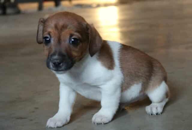 Jack Russell Terrier puppy standing on a concrete floor, showing a smooth white coat with warm brown patches, short legs, floppy ears, and wide, expressive eyes with a curious look. image