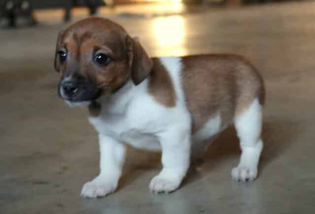Young Jack Russell Terrier puppy standing indoors on a smooth concrete floor, featuring a short white coat with rich brown patches, compact build, floppy ears, and bright, alert eyes. image