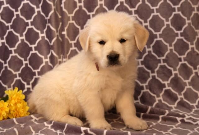 Nashville Golden image