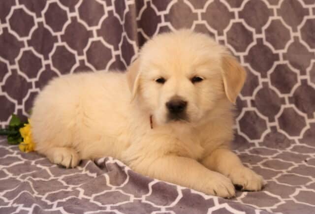 Nashville Golden2 image