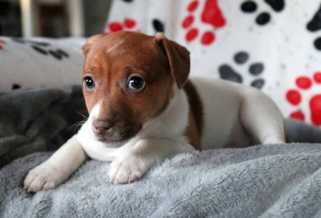 Brown and white Jack Russell Terrier puppy lying on a plush gray blanket, featuring a rich brown head with a narrow white blaze, bright expressive eyes, floppy ears, and a relaxed, curious pose. image