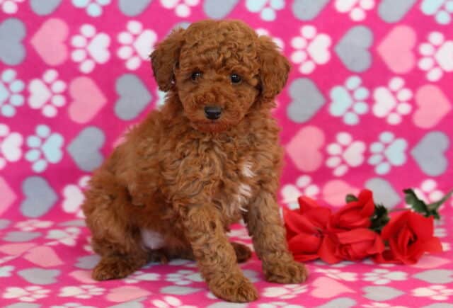 Navy Mini Poodle image