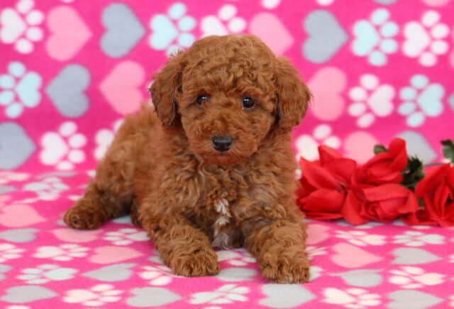 Navy Mini Poodle2 image