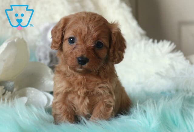 Apricot Cavapoo puppy with a curly coat resting on a teal faux-fur blanket, looking calmly at the camera with a soft white floral accent and plush pillows behind. image