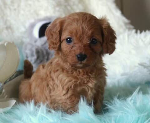 Nelly Cavapoo2
