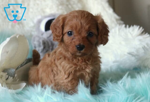 Tiny apricot Cavapoo puppy sitting upright on a light teal fluffy blanket, with soft curls, dark round eyes, and a white floral prop and plush pillows in the background. image