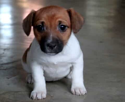 Nelly Jack Russell