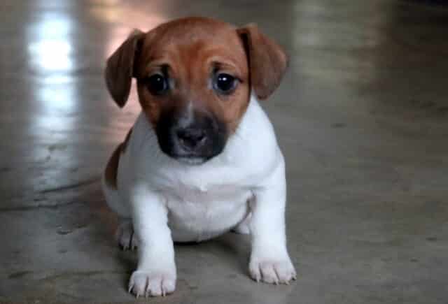 Young Jack Russell Terrier puppy sitting on a smooth concrete floor, showing a white body with a warm brown head, dark button eyes, floppy ears, and a sweet, attentive expression. image