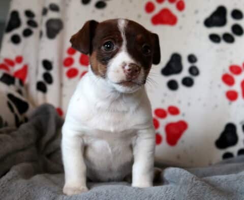 Nene Jack Russell