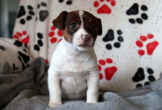 Tiny white and tan Jack Russell Terrier puppy sitting on a soft gray blanket, with floppy ears, bright dark eyes, and a gentle, curious expression. image