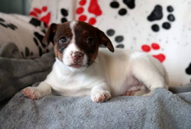 Brown and white Jack Russell Terrier puppy lying on a soft gray blanket, featuring a dark brown face with a white blaze, floppy ears, bright eyes, and a calm, cuddly expression. image