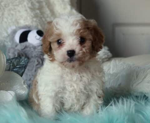 Nestle Cavapoo