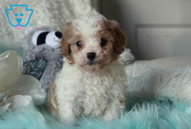 Fluffy Cavapoo puppy with a curly white and apricot coat sitting on a soft blue blanket indoors with a plush toy and decorative flowers. image