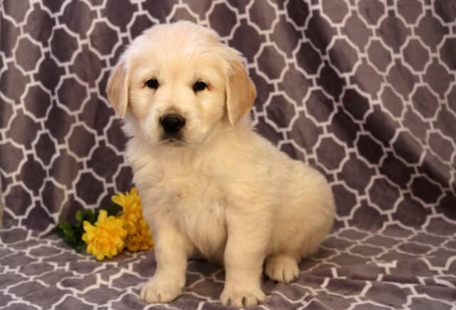 Newbie Golden2 image