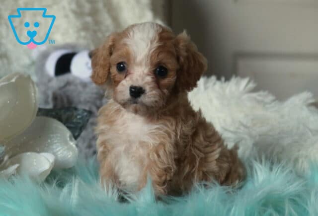 Adorable Cavapoo puppy with a soft apricot-and-cream curly coat sitting on a fluffy blue faux-fur blanket, posed in a cozy indoor setting with white pillows, a plush stuffed animal, and decorative accents in the background. image