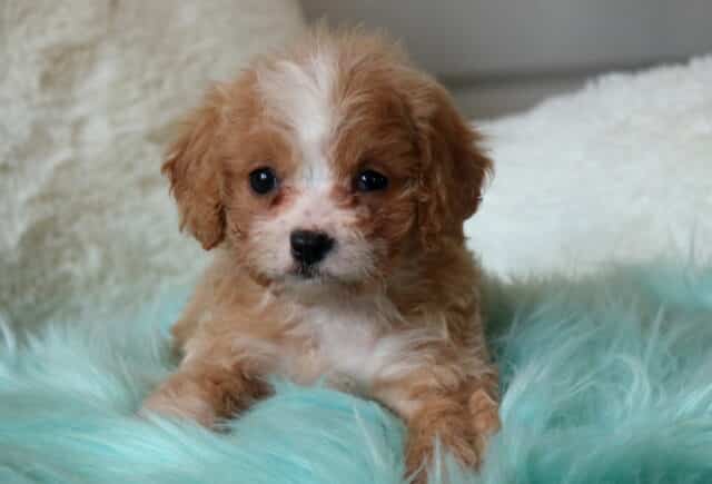 Apricot and white Cavapoo puppy with a curly, teddy bear–style coat resting on a soft teal faux-fur blanket, featuring dark round eyes and a sweet, gentle expression. image
