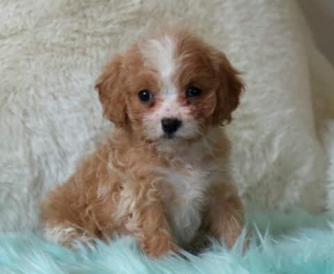 Small apricot and white Cavapoo puppy sitting upright on a fluffy teal blanket with a cream backdrop, showcasing a soft curly coat, white facial blaze, and bright, expressive eyes.