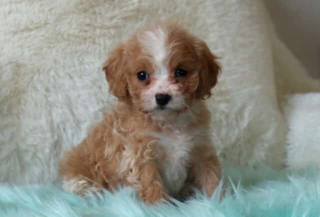 Small apricot and white Cavapoo puppy sitting upright on a fluffy teal blanket with a cream backdrop, showcasing a soft curly coat, white facial blaze, and bright, expressive eyes. image