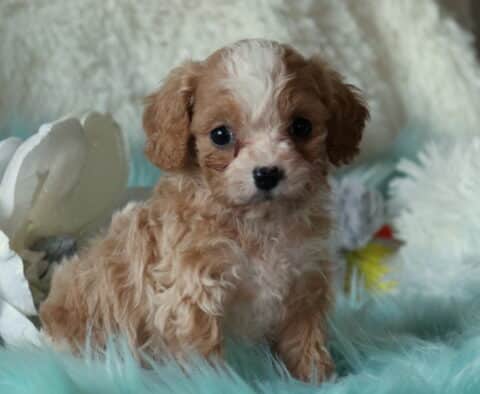 Newton Cavapoo2