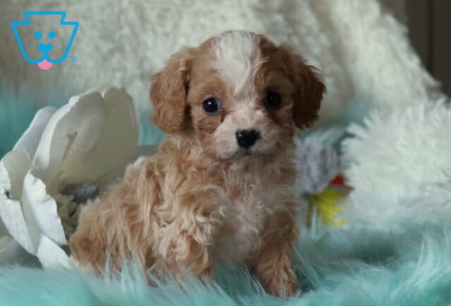 Cream and apricot Cavapoo puppy with soft curly fur sitting on a teal fluffy blanket beside a white decorative flower, looking alert and sweet. image