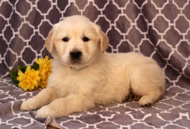 Newton Golden2 image