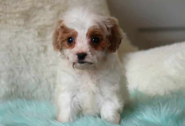 Tiny white and apricot Cavapoo puppy standing on a plush teal blanket with a cream background, featuring a fluffy wavy coat, apricot ears, dark round eyes, and a sweet, alert expression. image