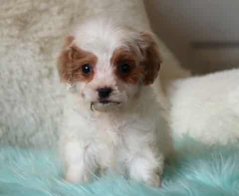 Adorable white and apricot Cavapoo puppy sitting upright on a soft aqua faux-fur blanket, showcasing a curly teddy-bear coat, apricot facial markings, floppy ears, and bright, expressive eyes in a cozy indoor setting.