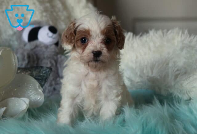 Small Cavapoo puppy with a fluffy white coat and light apricot markings sitting on a soft blue faux-fur blanket, with a plush toy and white decorative flower in a cozy indoor setting. image