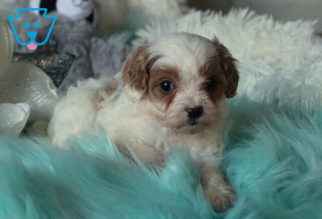 Tiny Cavapoo puppy with a fluffy white coat and soft apricot markings lying on a plush blue faux-fur blanket, surrounded by cozy white pillows and a stuffed toy in a gentle indoor setup. image