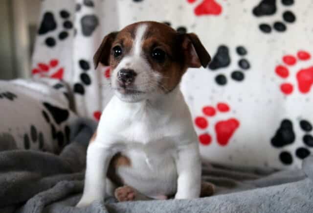 Jack Russell Terrier puppy lying on a plush gray blanket, showing a smooth white coat with rich brown ears and facial markings, bright round eyes, a small speckled nose, and a calm, curious expression. image