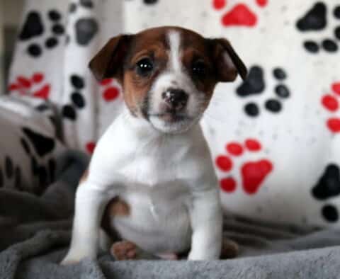 Nick Jack Russell2