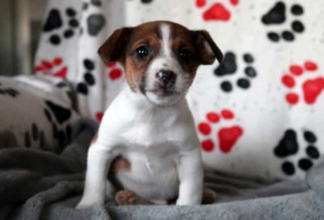 Jack Russell Terrier puppy sitting on a plush gray blanket, featuring a smooth white coat with rich brown facial markings, floppy ears, bright round eyes, and a calm, curious expression. image