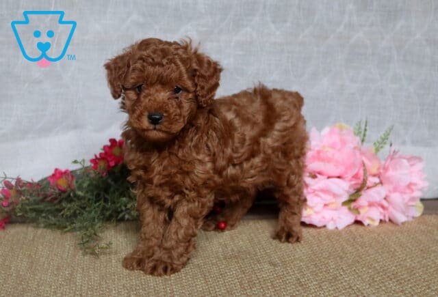 Nick Mini Poodle image